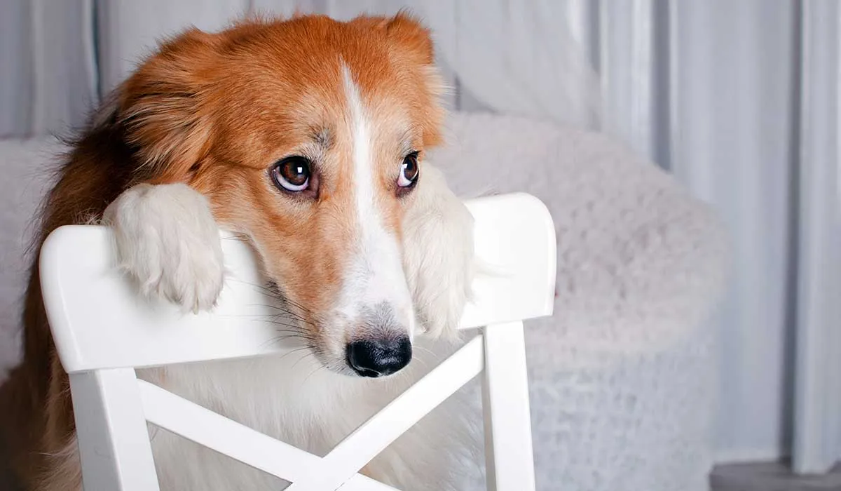 tu perro puede tener carencias de afecto de tu parte