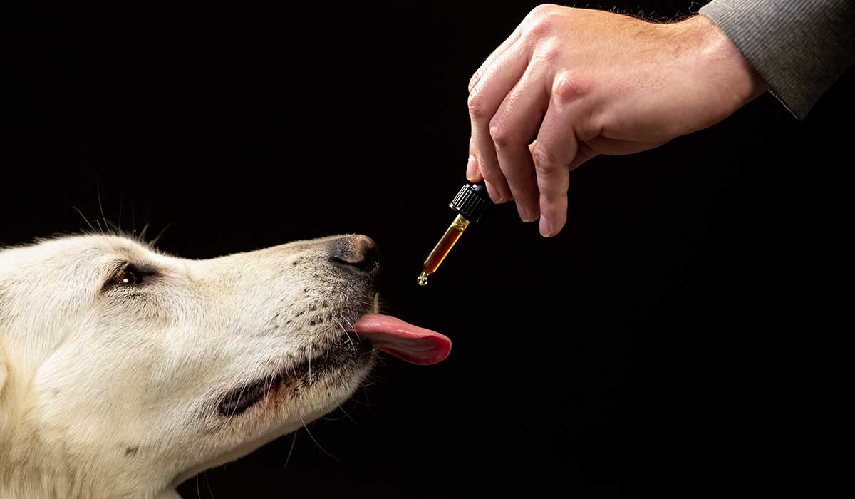 usos del cannabis medicinal para mascotas