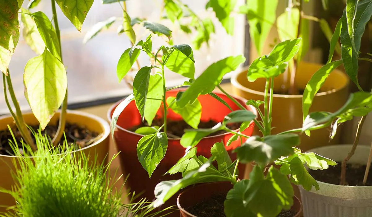 cuido las plantas de mi madre pensando en ella