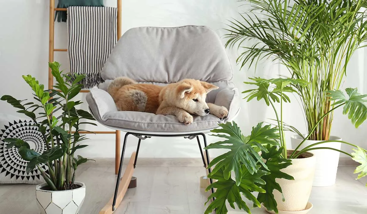 las plantas son mejores que los perros