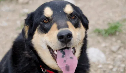 por qué mi perro tiene una mancha negra en la lengua