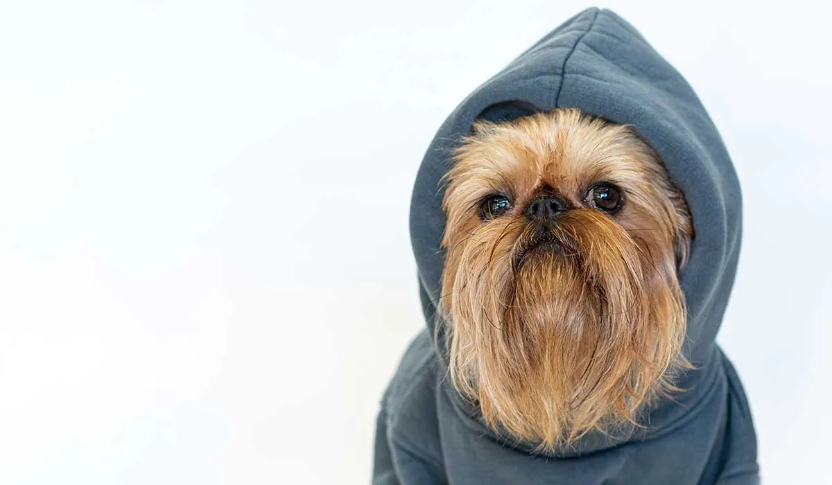 razas de perros con barba