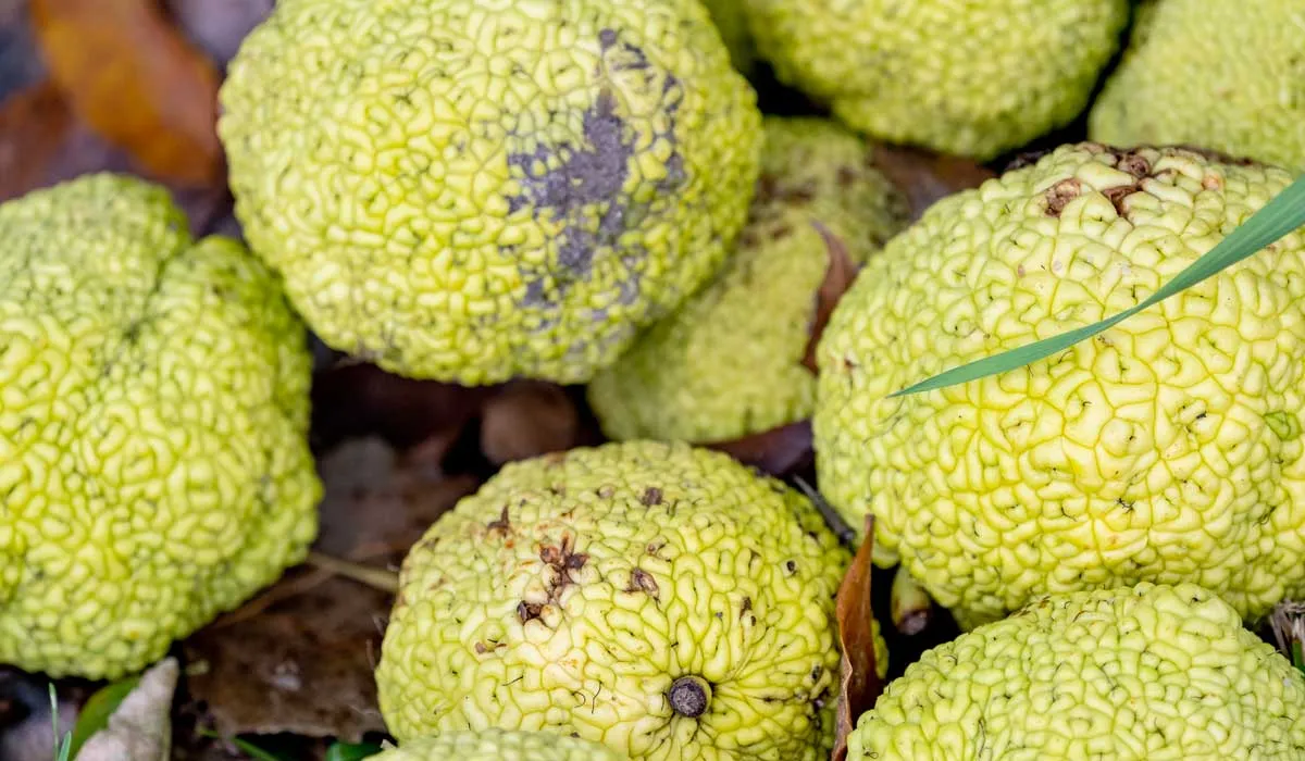 repelente natural contra arañas