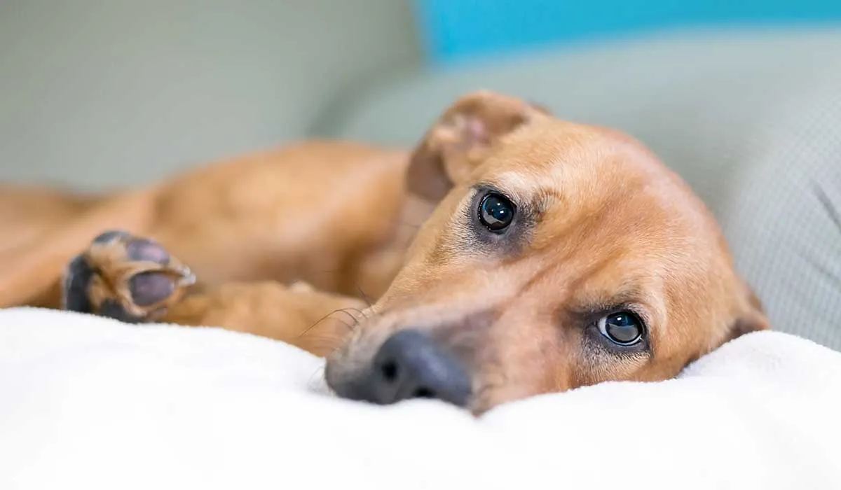 signos de cáncer en perros