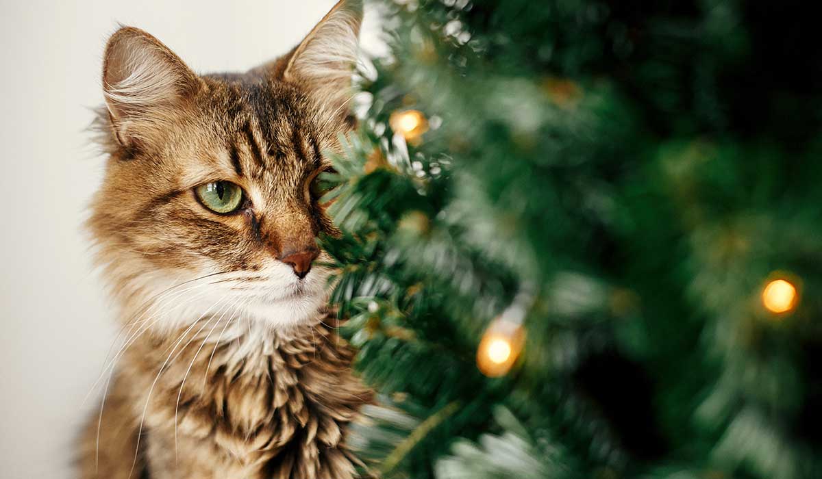 evita que tus gatos acaben con tus adornos de Navidad