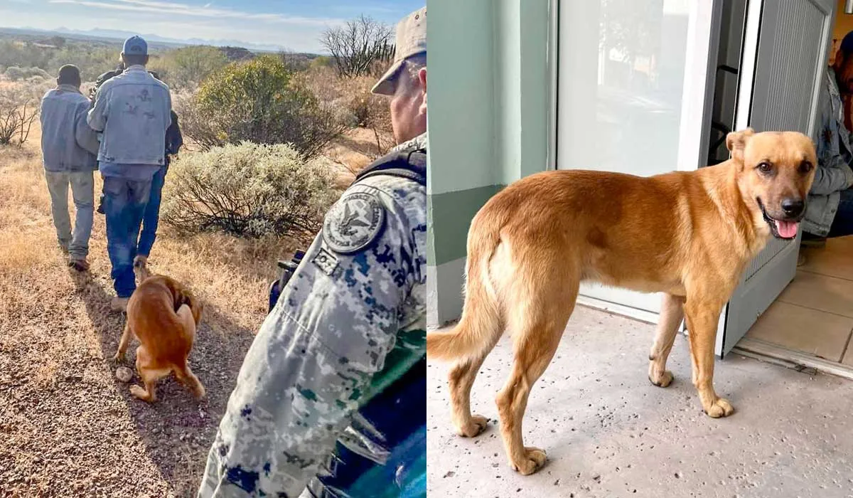 Palomo el perro que logro encontrar a su dueño