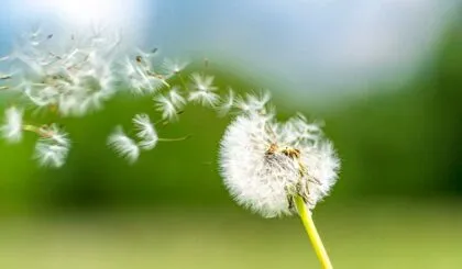 conoce todos los beneficios del diente de león