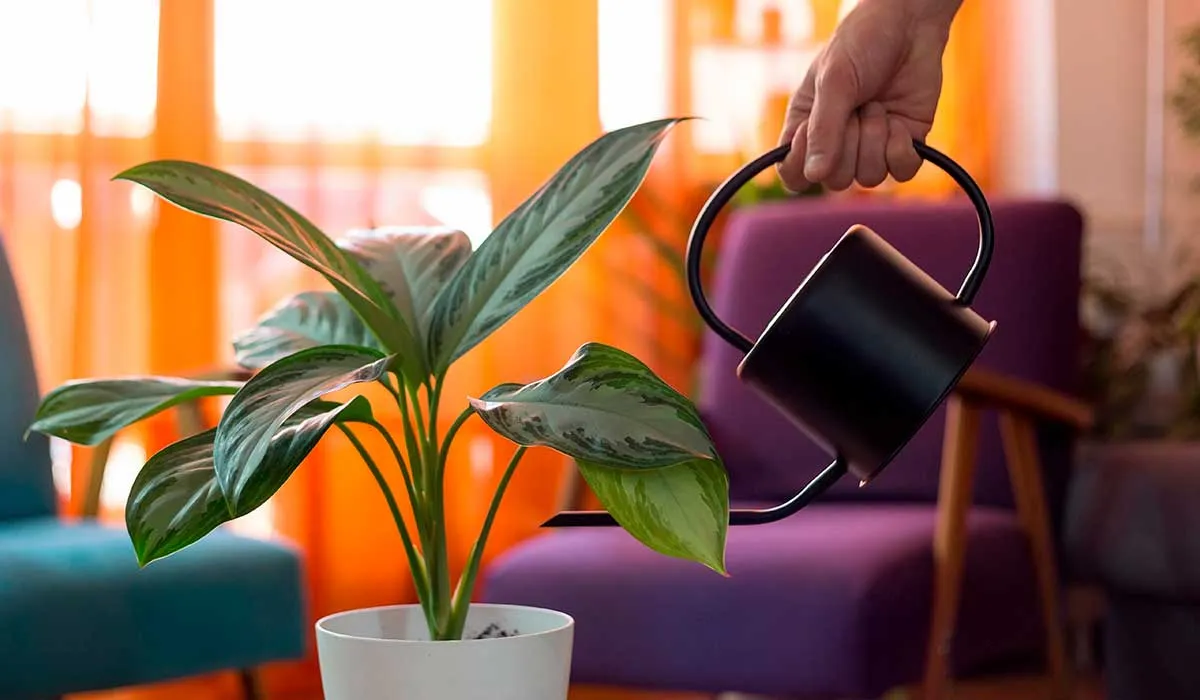 cuidado de plantas de interior