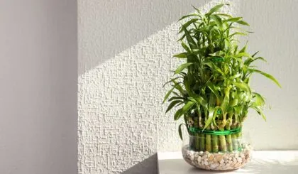 cuidar una planta le ayudo con su cáncer terminal