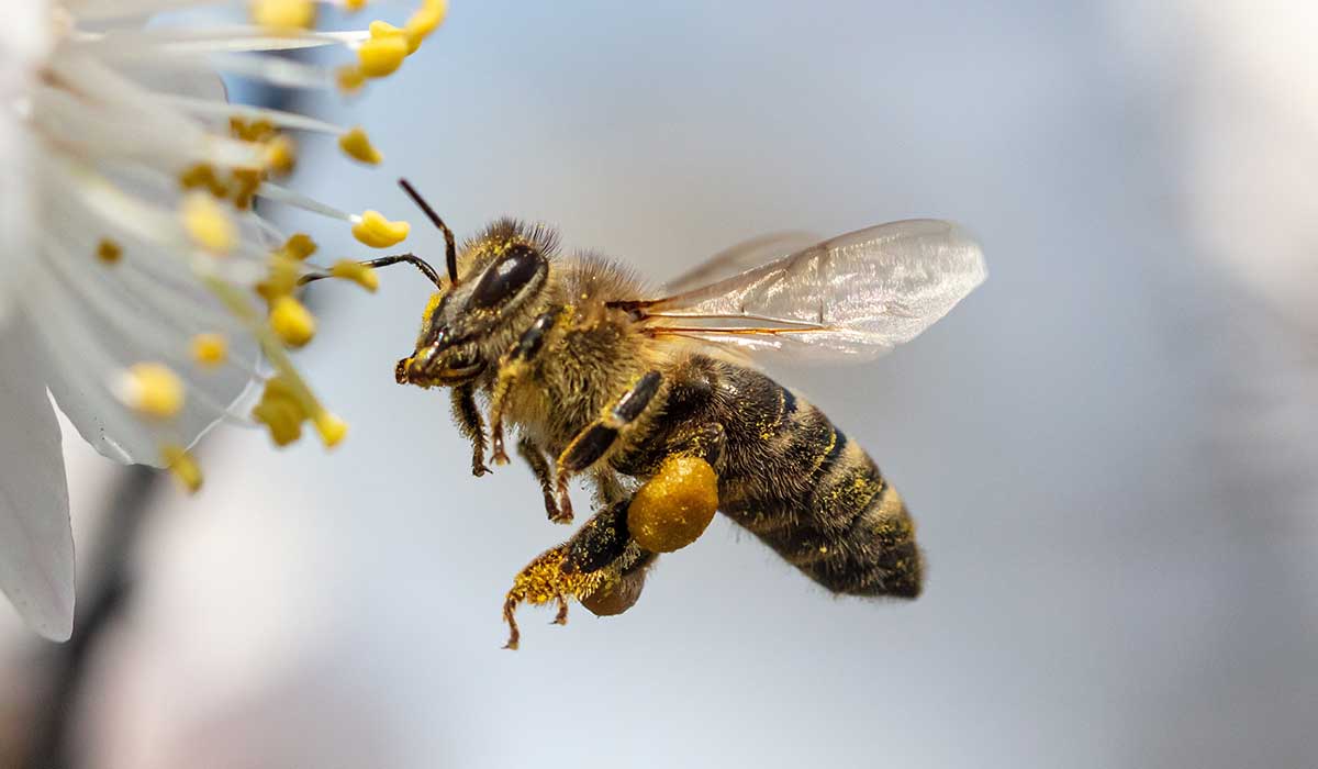 datos impresionantes sobre las abejas