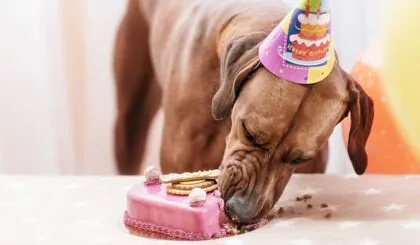 evita hacer esto con los perros porque pueden odiarte demasiado