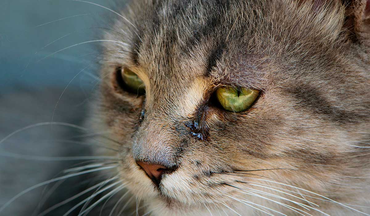 qué significan las lágrimas de tu gato
