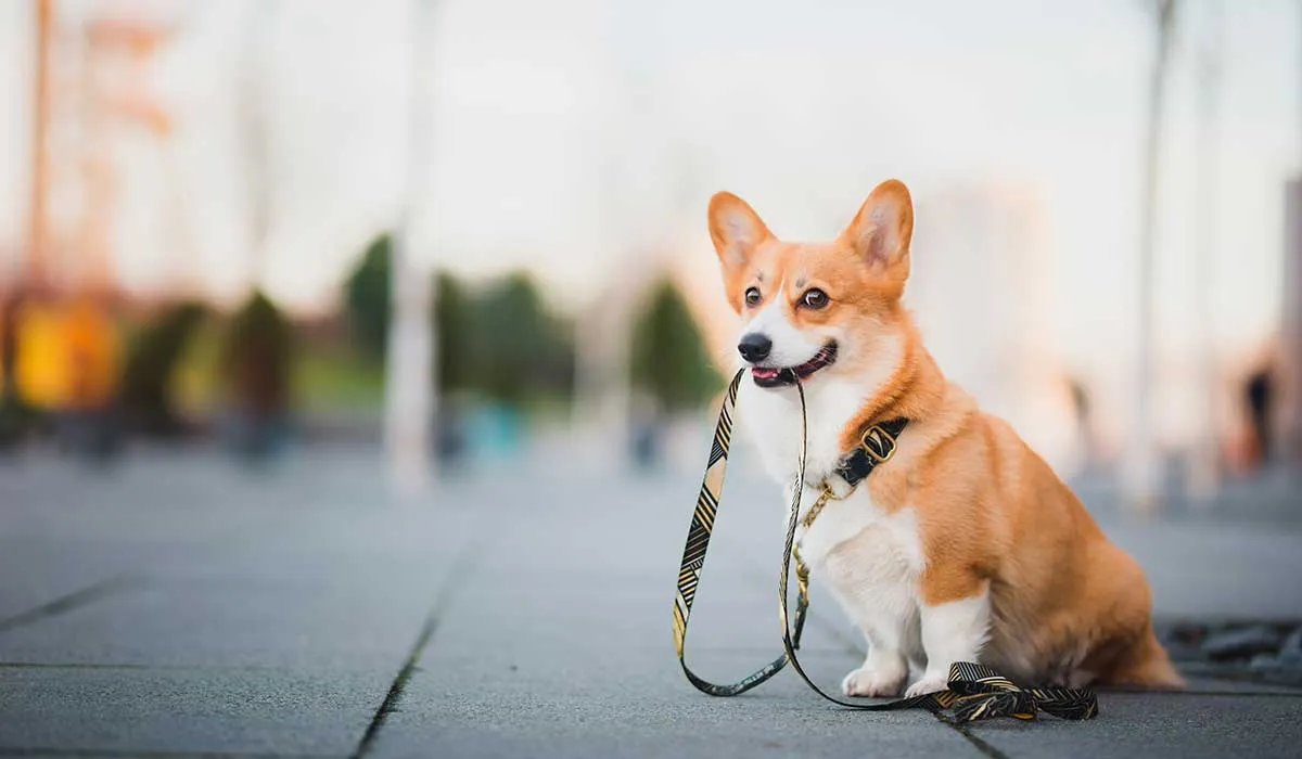 reglas que los dueños de perros muchas veces no siguen