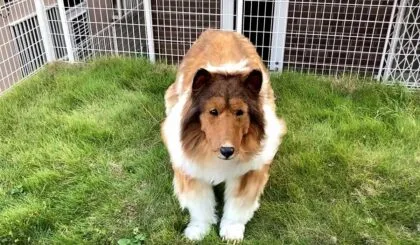 una persona japonesa hizo su sueño realidad al convertirse en perro