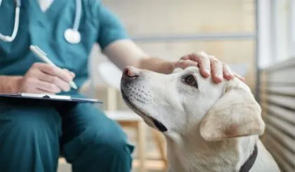 Cosas que haces y que los veterinarios no harían