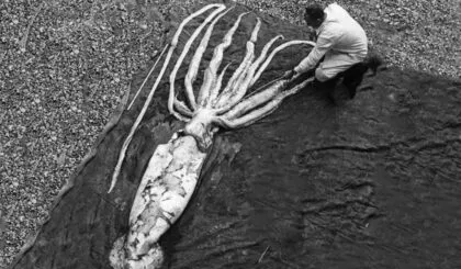 animales con el tamaño más grande del mundo