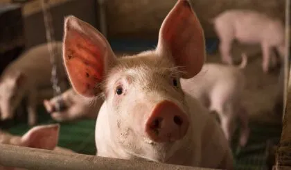 cambiaron a Rosario por un puerco y quinientos pesos