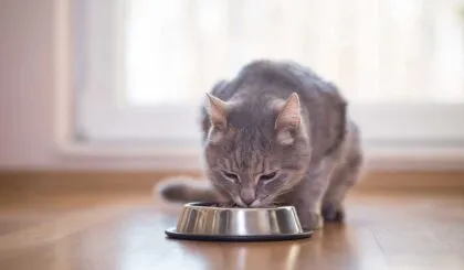 gatos comer comida de perros