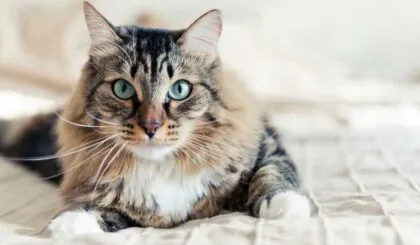 hechos falsos sobre los gatos que la gente cree