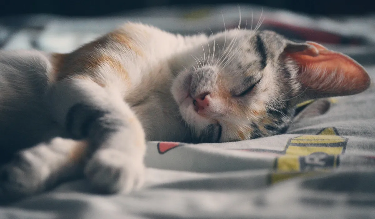 Por qué los gatos duermen tanto