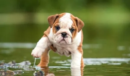 razas de perros que son muy tranquilas