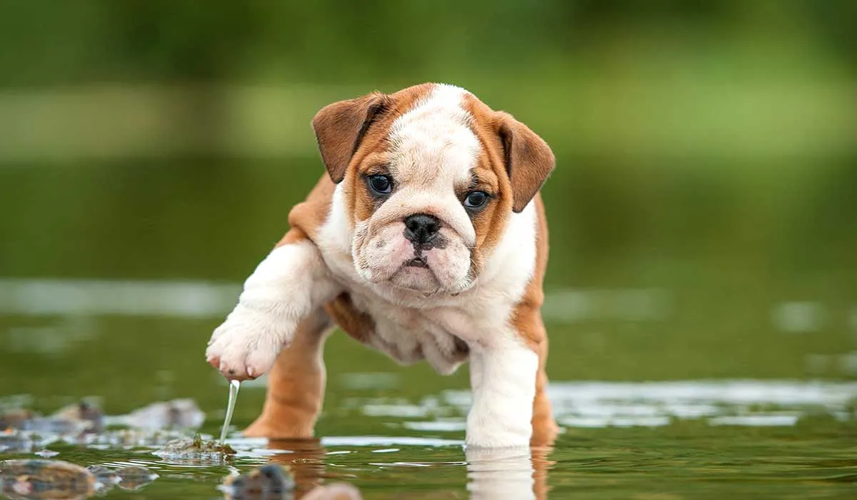 razas de perros que son muy tranquilas