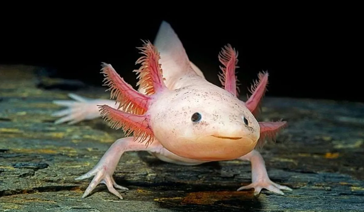 Animales más extraños del mundo