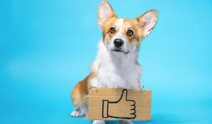 Perros de patas cortas