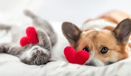 Así pueden vivir más tiempo tus mascotas