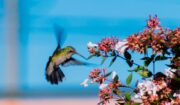 Colibrís: su significado espiritual