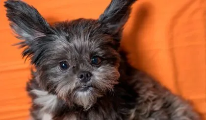 Limpiar los oídos de tu perro en casa