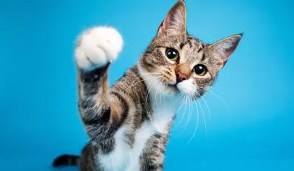 Gatos ¿Por qué tiran las cosas?