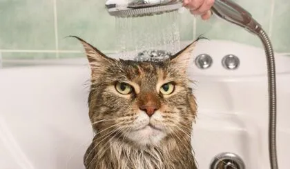 Por qué a tu gato no le gusta mojarse