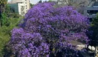 jacarandas en México