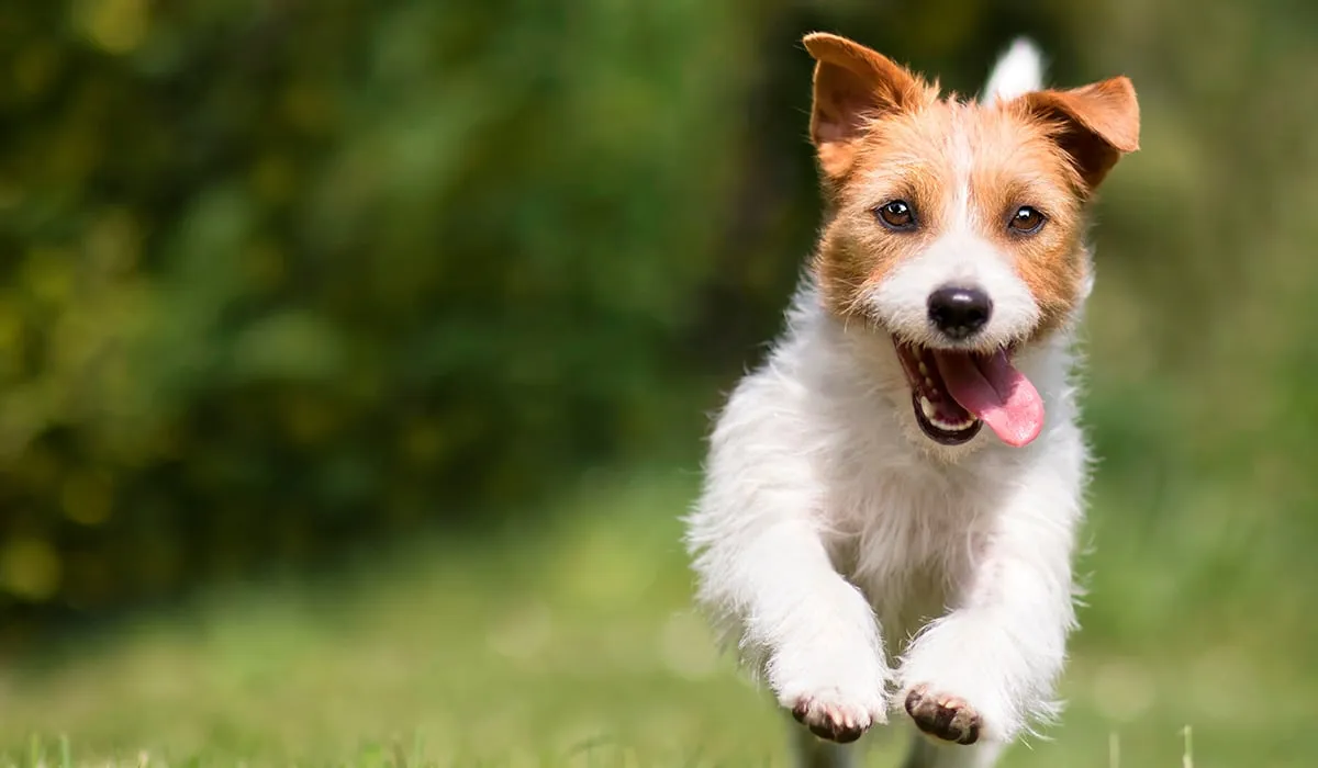 ¿por qué jadean los perros?