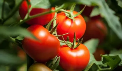 Jitomate. ¿Fruta o verdura?