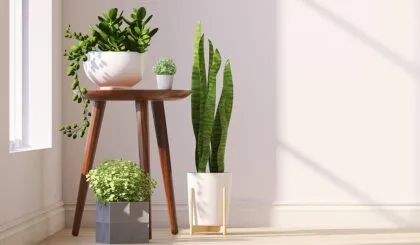 Plantas que absorben el calor
