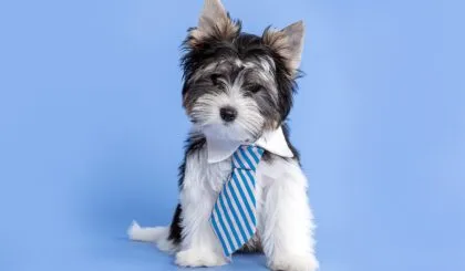 Raza de perros raras