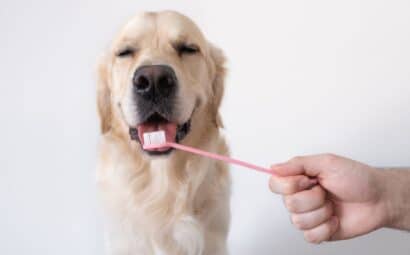 cepillar los dientes de tu perro