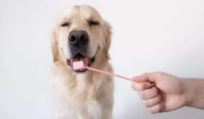 cepillar los dientes de tu perro