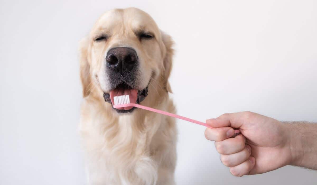 cepillar los dientes de tu perro