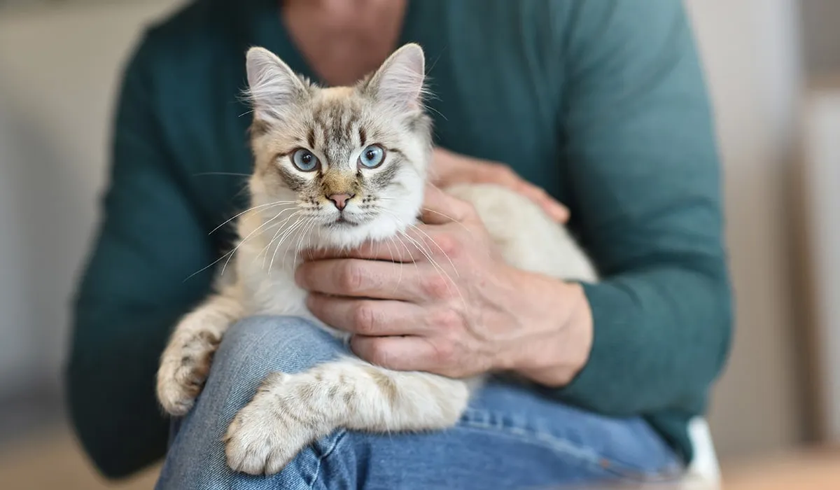 dueños de gatos