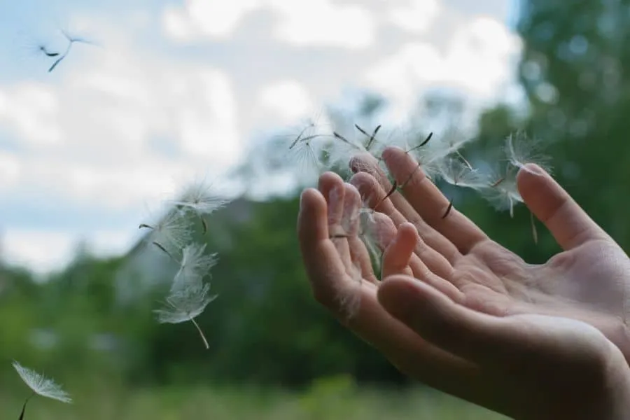 ley de la atracción