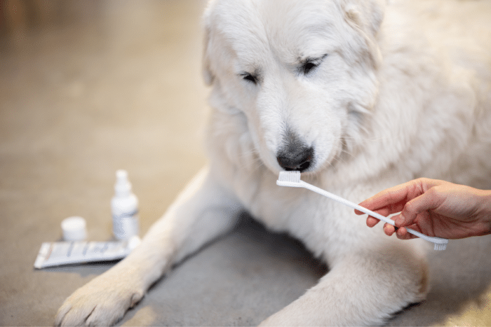 Cepillar los dientes de tu perro 
