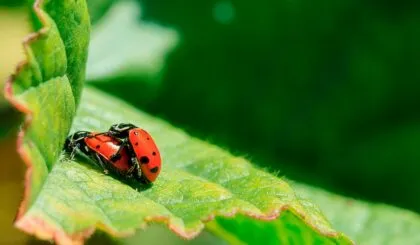 sexualidad naturaleza