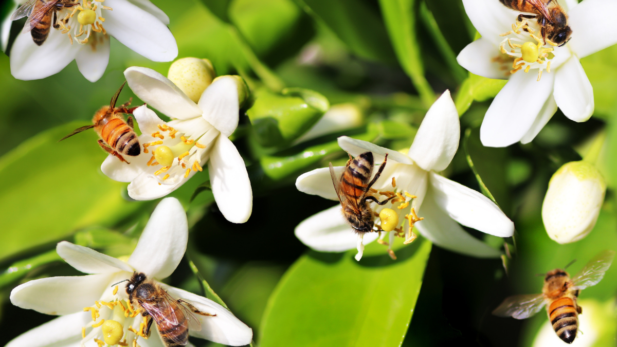 ¿Por qué son tan importantes las abejas?