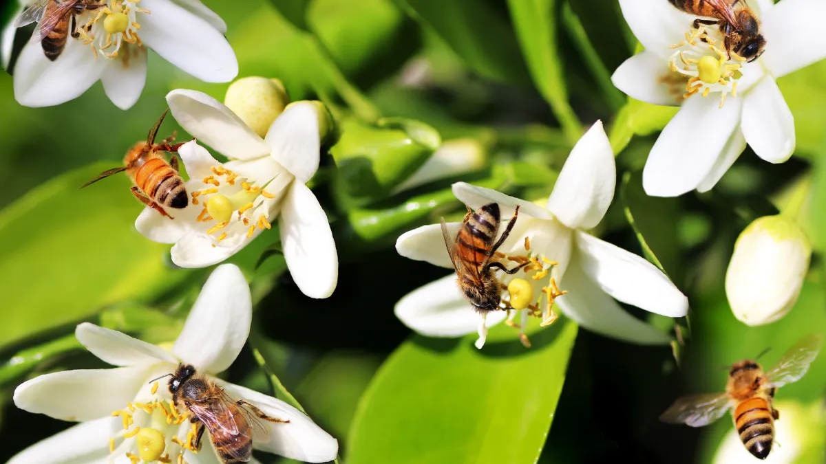 Las abejas y su importancia en el mundo