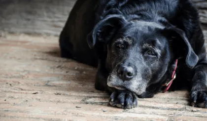 demencia en los perros