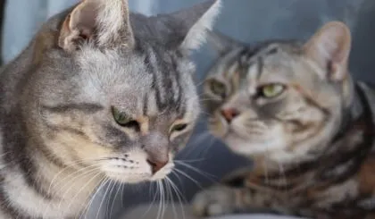 tu gato está deprimido