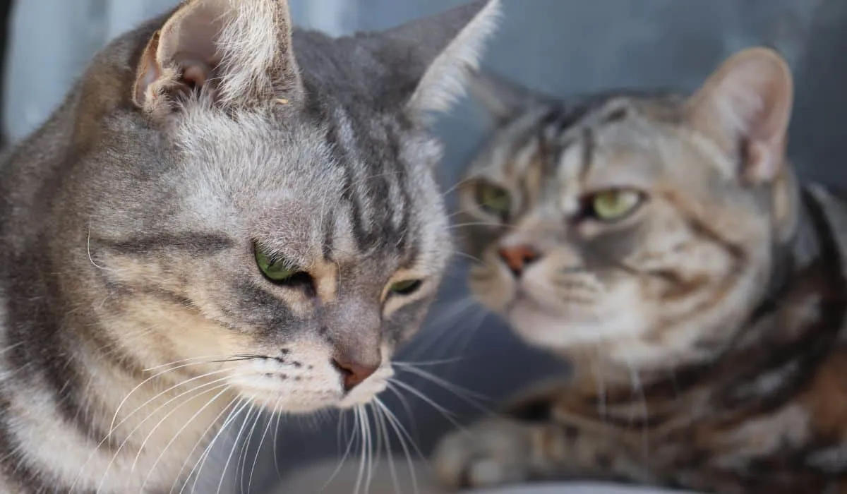 tu gato está deprimido